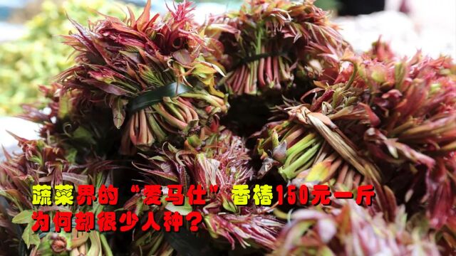 蔬菜界的“爱马仕”香椿,150元一斤3个月挣18万,为何很少人种?