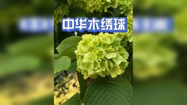 不知道我家这颗野蛮生长的中华木绣球价值几十万?#绣球花 #湖北星旅播