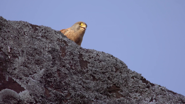 卡鲁国家公园里的岩蹄兔与老鹰岩石质的山崖上生存总有挑战