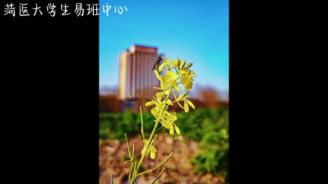 油菜花——为觅春踪垄上行,晴光一点入眸明