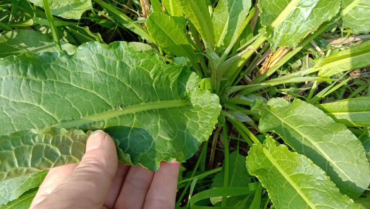 酸模隨處可見,可以吃嗎?用它煮水洗澡解煩惱