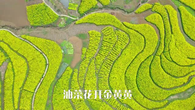 《油菜花开等你来》苏俊 词 / 张延道 曲 金姗姗 陈朝刚 演唱