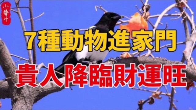 居家风水:7种动物进家门,预示贵人降临,财运即将暴涨!