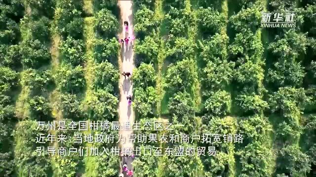 中国新机遇|公铁联运冷链专线开通 三峡柑橘“走”向东盟