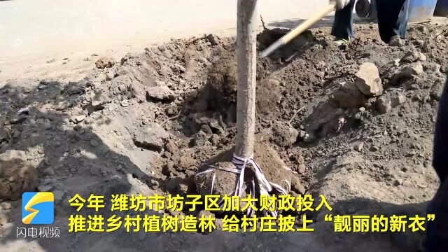 潍坊市坊子区:红花绿树“扮靓”美丽乡村