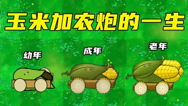 玉米加农炮的一生,出生即王者!