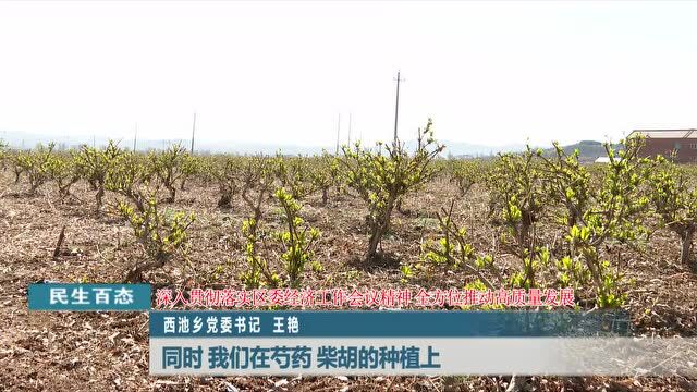 贯彻落实区委经济工作会精神乡镇书记访谈之西池乡