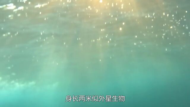 海边发现从未见过的鱼,身长2米似外星生物,科学家解释令人忧虑