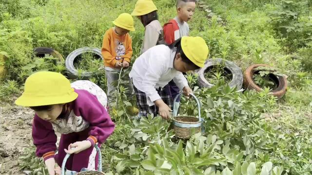 蚕豆采摘记 体验劳动的快乐