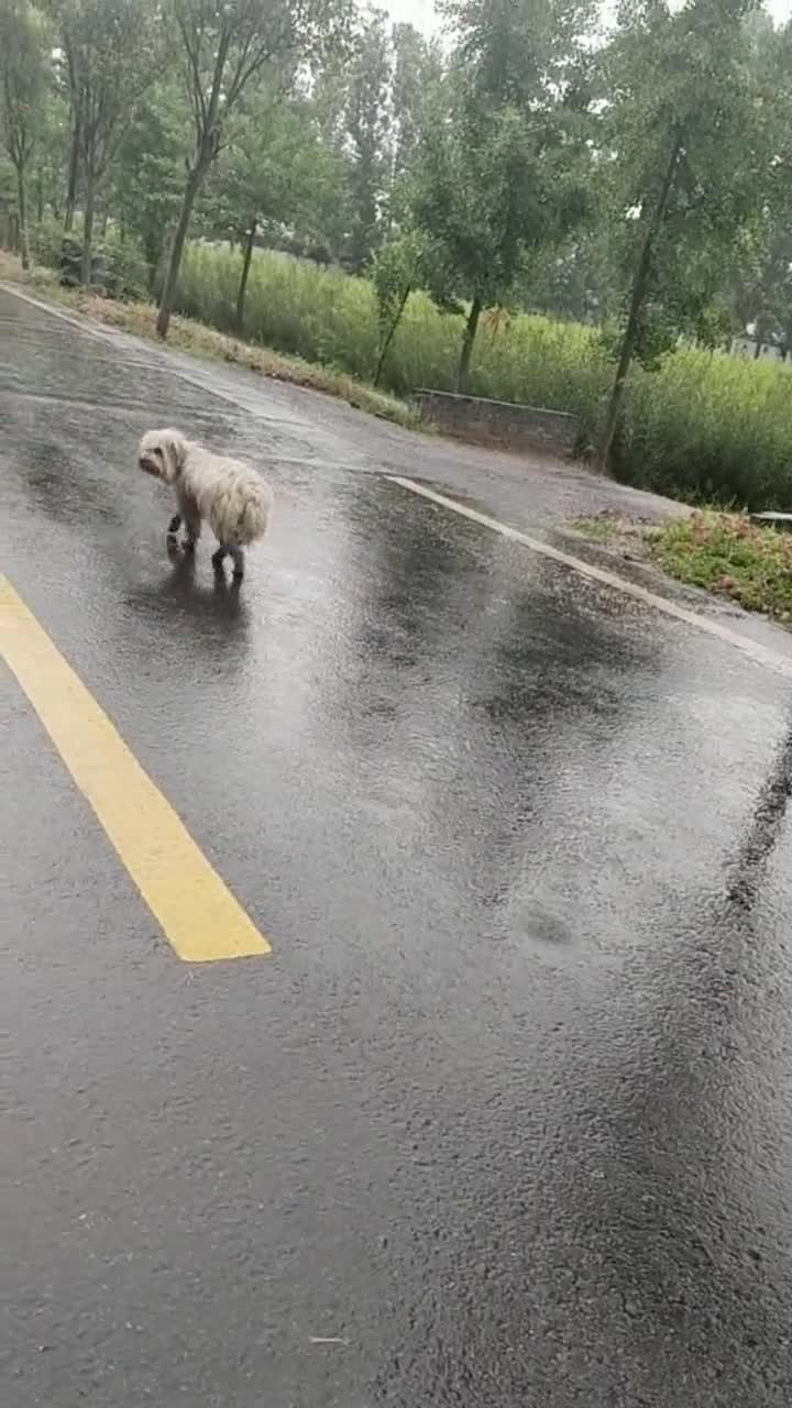 路上偶遇一隻淋雨的狗子,看這樣子應該是被主人拋棄了,喊它也不敢過來