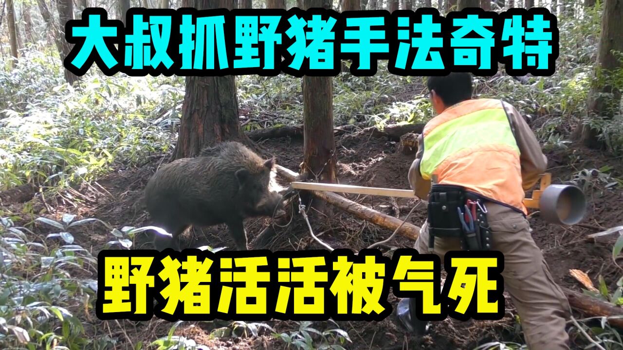 仅靠一根绳子抓300斤野猪,只为得到野猪尾巴,靠尾巴成了富翁_腾讯视频