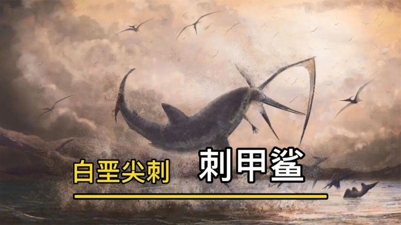 白堊刺甲鯊生存於白堊紀晚期,是當時海洋中體積最大的鯊魚!