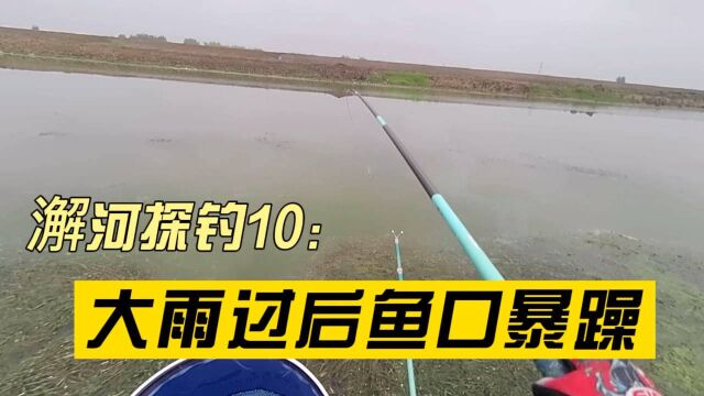 澥河探钓9:大雨过后鱼口狂躁,“双尾”连杆不停,真过瘾呐!