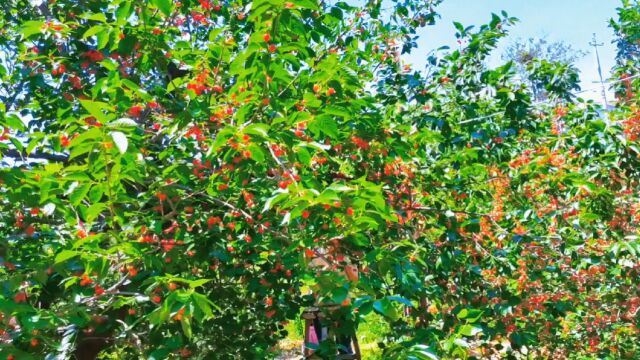 襄城县首山油菜花基地樱桃沟的樱桃熟了,边看风景边摘樱桃太爽了