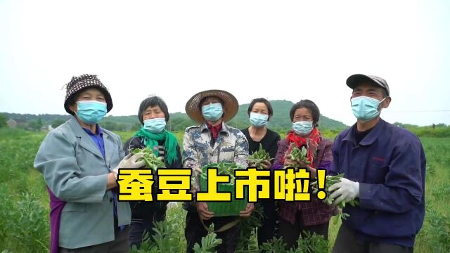 漫山岛12000斤蚕豆滞销,苏州广电记者多方联系找到“婆家”