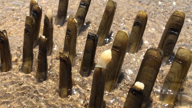 沙滩出现一群"深棕色竹蛏",高清视频实拍抓蛏技巧,一学就会 2021-10