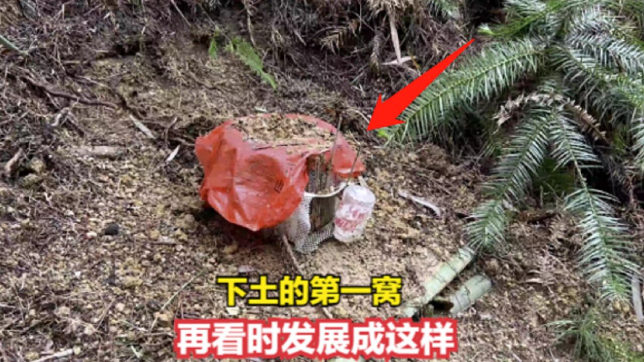 放养的第一窝红娘胡蜂,15个值蜂发展成有第3饼,8月能长成多少斤