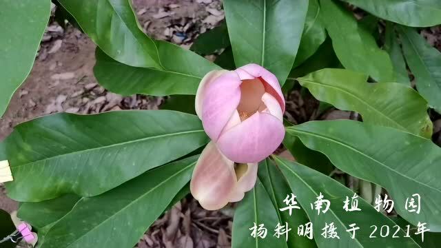 木莲花,含羞追月丨花颜鸟语