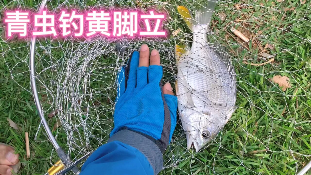 黃腳立臘魚怎麼釣,用什麼餌釣最好呢?海釣我用活餌紅青蟲沙蠶餌