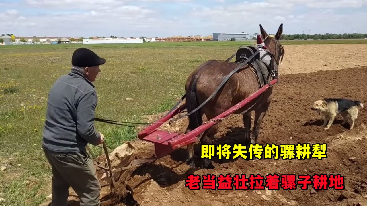 原始的农耕手段,用骡子来代替牛耕地,效率会不会比牛更高呢
