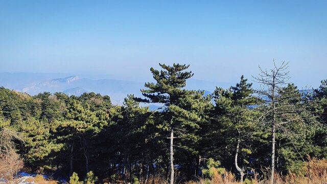 登山美景视频高山上的青松林装点着大好河山