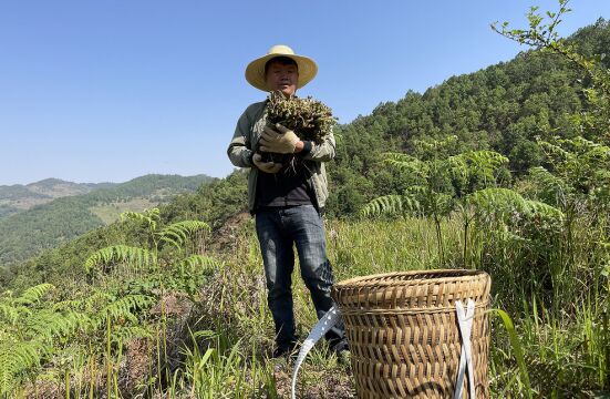 蕨菜8毛钱一斤,林哥遇上一窝摘6捆,太过瘾了