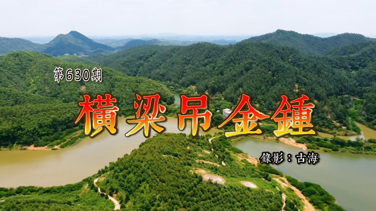 广东高州龙湾水库免费钓场,朱氏横梁吊金钟