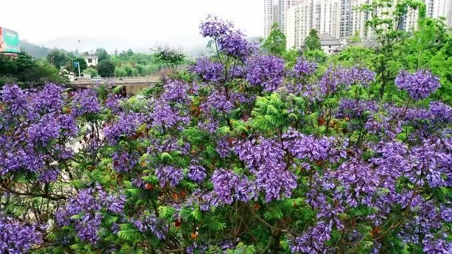 【遇见楚雄】花开绚烂,山水如画!初夏来楚雄赴一场浪漫之约~