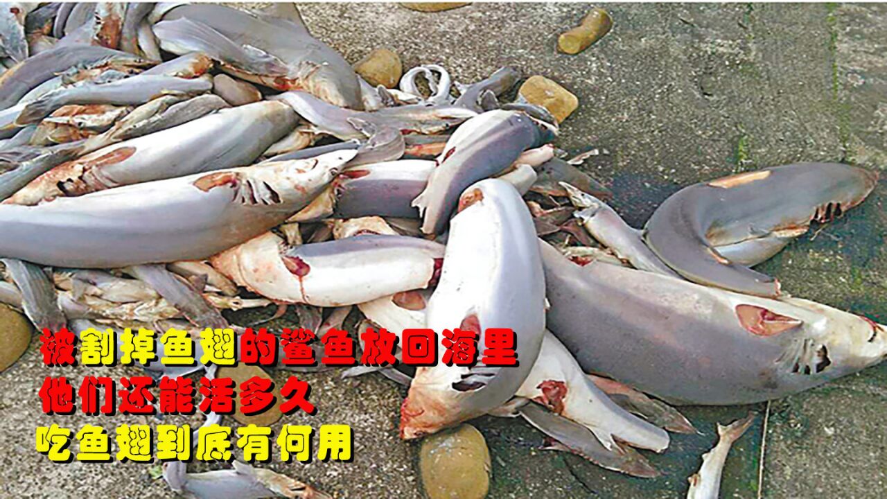 被割掉鱼翅的鲨鱼放回海里,他们还能活多久?吃鱼翅到底有何用?