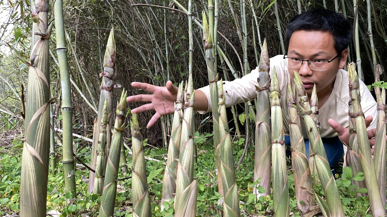 掰筍子的第49天,筍子就快過季了,沒想到還有那麼多筍窩,真意外