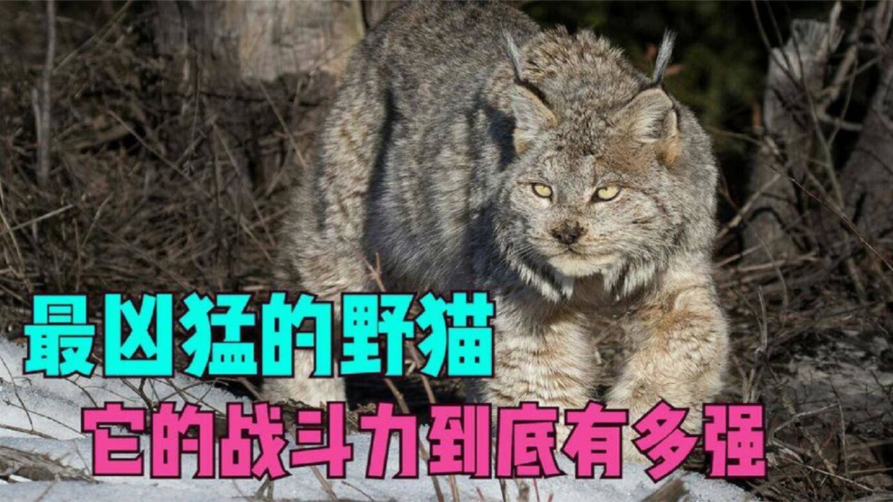 世界上最兇猛的4大野貓,猞猁的兇猛程度遠超我們的認知!