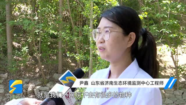 小清河济南段出现中华鳑鲏 水质持续向好 水生生物多样性水平整体呈稳步上升趋势