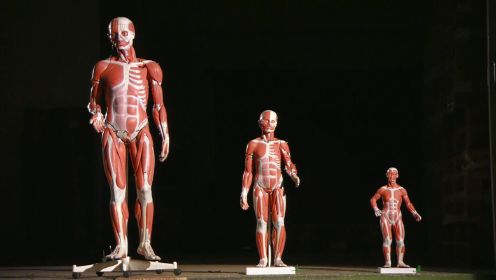 《造物百科》-人体模型的制造过程