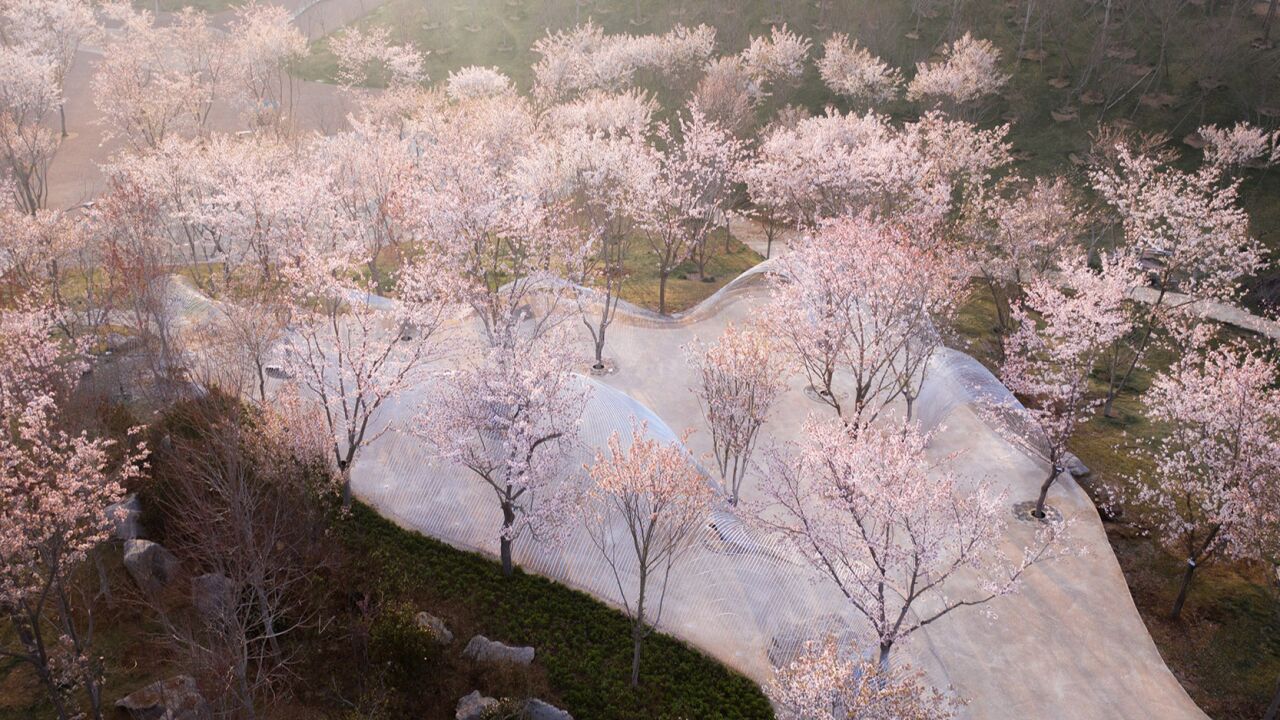 日照白鹭湾樱花小院无界剧场——直译摄影