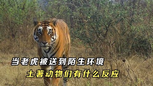 虎王归来，当老虎被送到陌生环境，土著动物们有什么反应