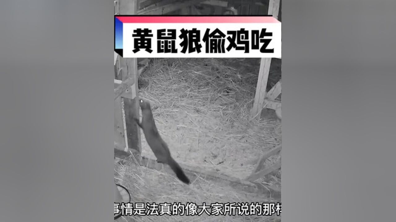 这两只大鹅真没用,黄鼠狼爬进了鸡舍,直接咬死了五只鸡#野生动物