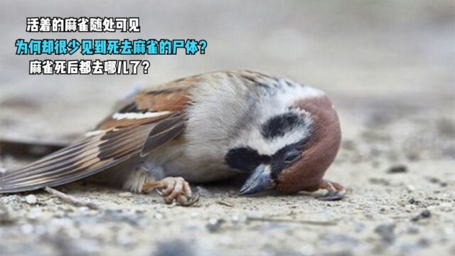 麻雀的寿命很短,为何我们却很少见到它们的尸体?麻雀死后去哪了