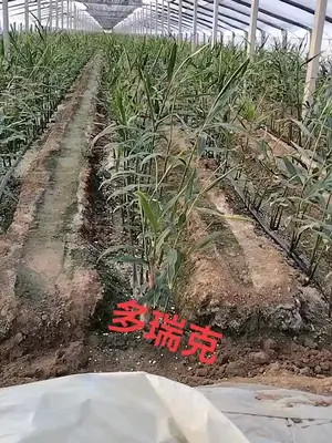 不管大姜价格贵贱,康朴多瑞克种植的大姜,确实是好#康朴多瑞克#德国