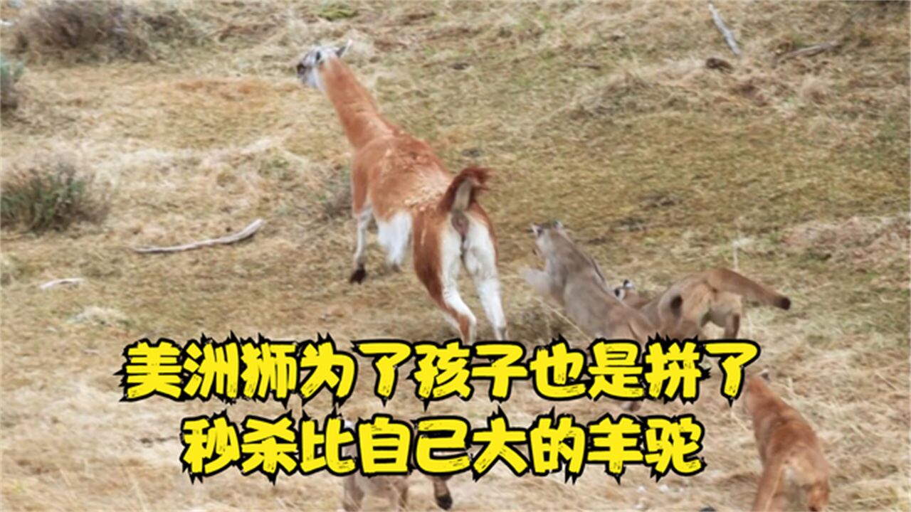 美洲狮一家围杀一只羊驼