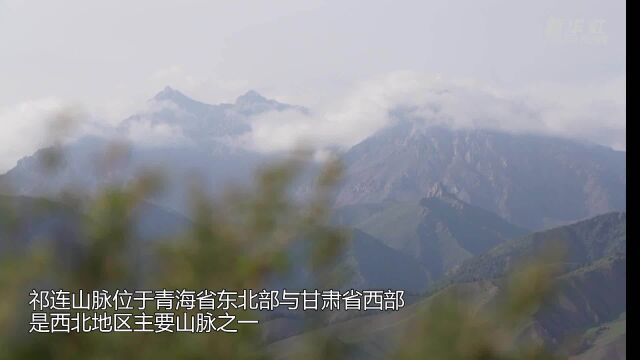 青海:祁连美景迎客来