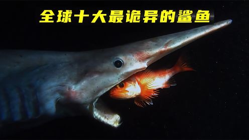 世界上最诡异的十种鲨鱼，最后一种连大白鲨都怕