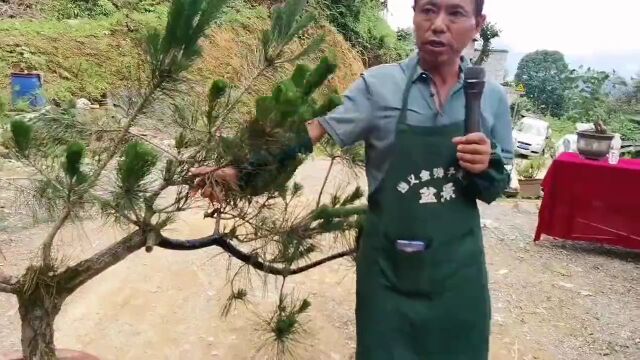 贵州“湄潭、绥阳、正安三县盆景艺术交流会”召开