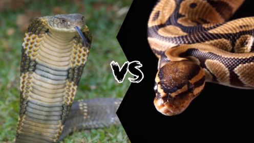 眼镜王蛇大战蟒蛇 最致命最大的两种爬行动物谁能赢？