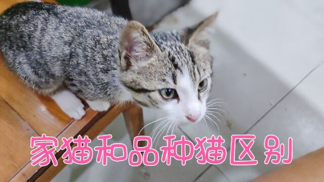 家猫和品种猫的区别,看了视频才知道,原来如此