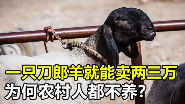 一只“刀郎羊”能卖几万块,大量养殖就能脱贫,为何农村没人养?