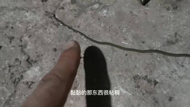 十来度的天气遇一条不知名的软体细线虫