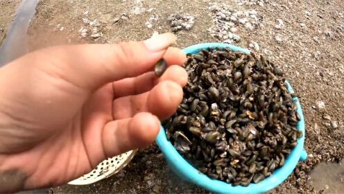 泛滥的海瓜子长满无人岛,每到整个季节薄壳米疯长,十分钟抓一桶