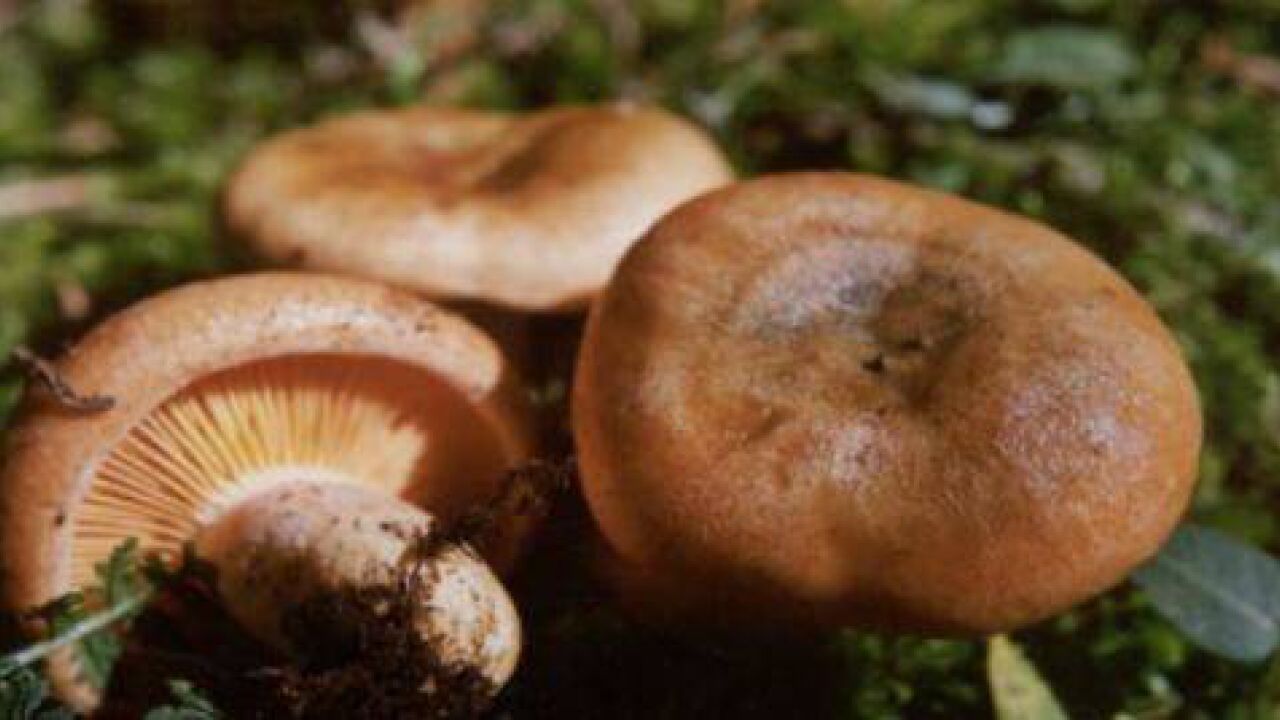 松乳菇(红菇科乳菇属植物)_搜狗百科