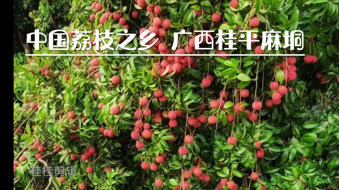 中国荔枝之乡_广西桂平麻垌_高清1080P在线观看平台_腾讯视频