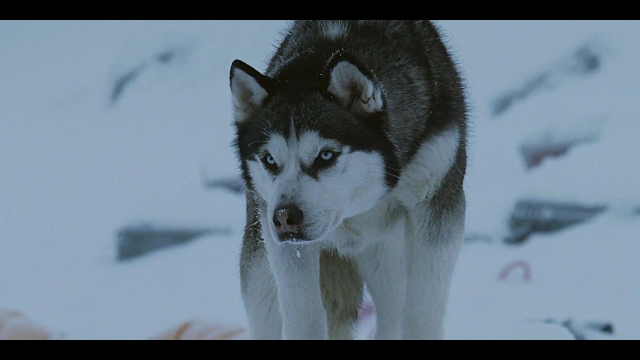 南极大冒险第三集   狗狗在寒冷的南极苦苦等待主人救援